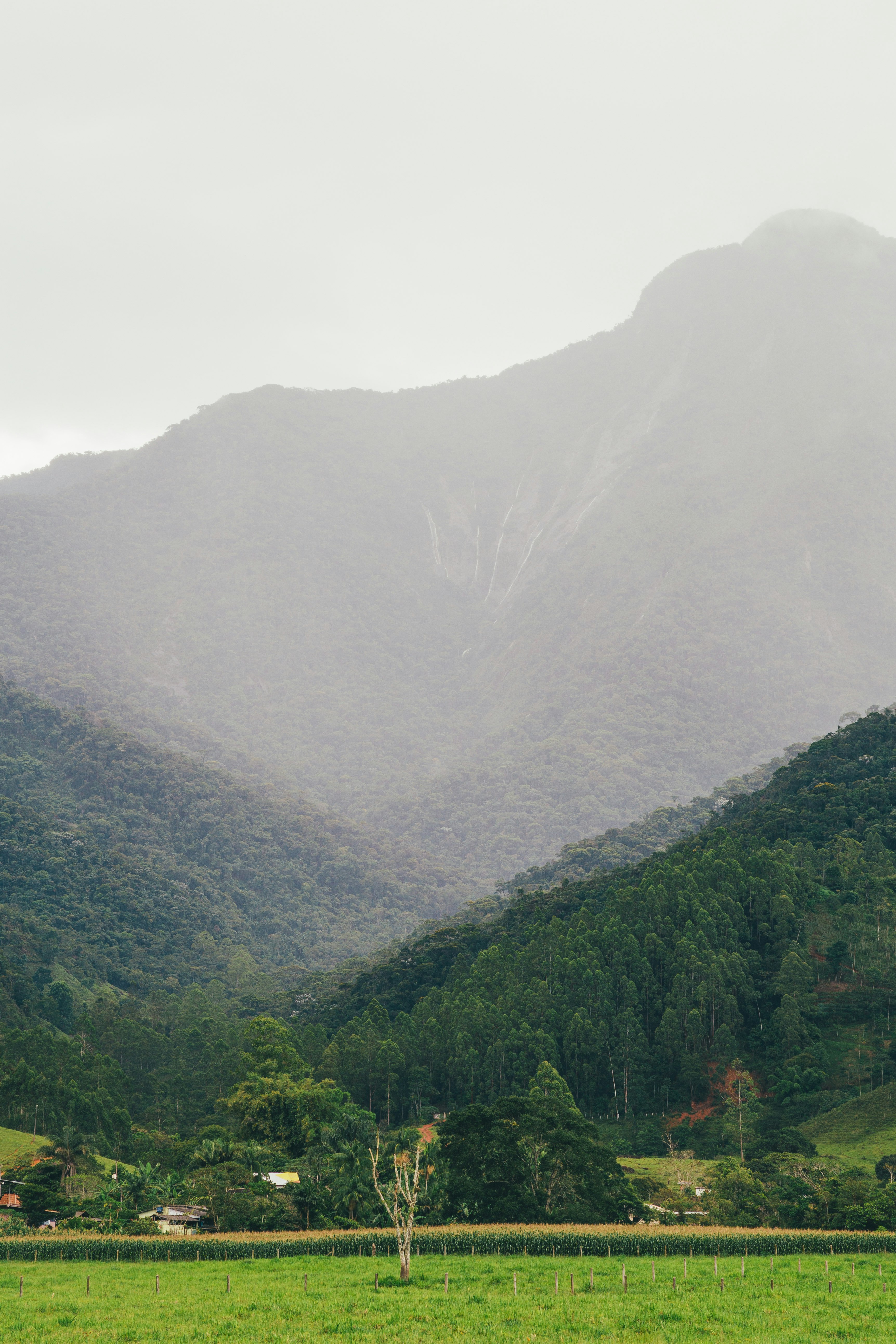 green trees on mountain during daytime